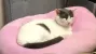 pet-image