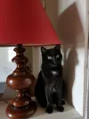 pet-image
