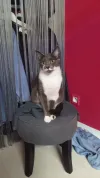 pet-image