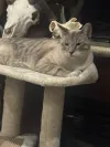pet-image