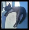 pet-image