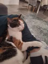 pet-image