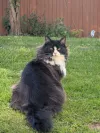 pet-image