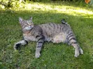 pet-image
