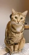 pet-image