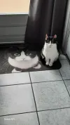 pet-image