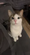 pet-image