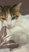pet-image