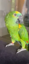 pet-image