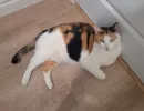 pet-image