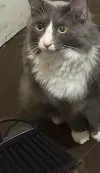 pet-image