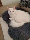 pet-image
