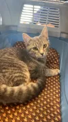 pet-image