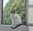 pet-image