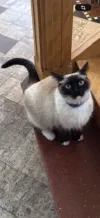 pet-image