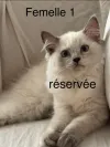 pet-image
