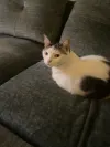pet-image