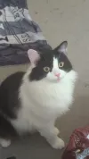 pet-image