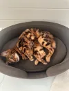 pet-image