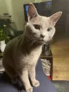 pet-image