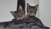 pet-image