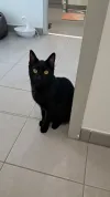 pet-image