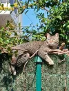 pet-image