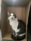 pet-image