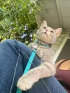pet-image
