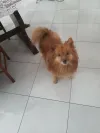 pet-image