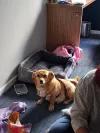 pet-image