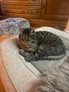 pet-image