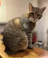 pet-image