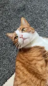 pet-image