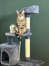 pet-image