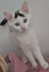 pet-image