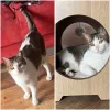 pet-image