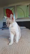 pet-image