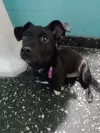 pet-image