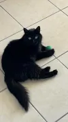 pet-image