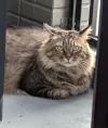 pet-image