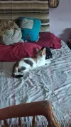 pet-image