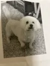 pet-image