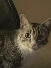 pet-image