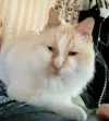 pet-image