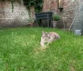 pet-image