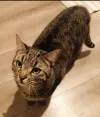 pet-image