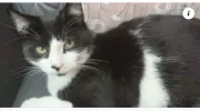 pet-image
