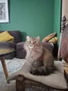 pet-image