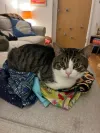 pet-image